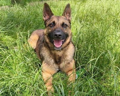 Lewis Malinois Mix sucht sein Zuhause, Malinois Mix - Rüde