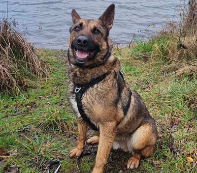 Lewis Malinois Mix sucht sein Zuhause, Malinois Mix - Rüde