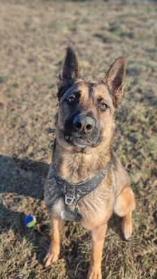 Lewis Malinois Mix sucht sein Zuhause, Malinois Mix - Rüde
