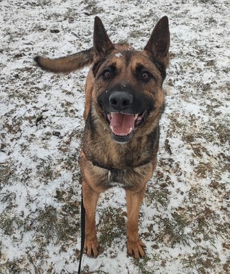 Lewis Malinois Mix sucht sein Zuhause, Malinois Mix - Rüde
