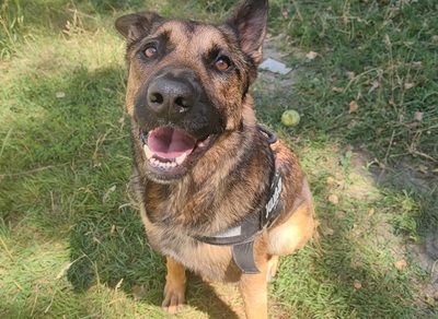 Lewis Malinois Mix sucht sein Zuhause, Malinois Mix - Rüde