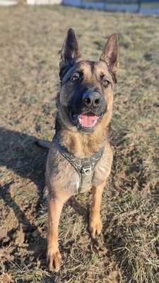 Lewis Malinois Rüde sucht dringend ein Zuhause, Malinois - Rüde 1