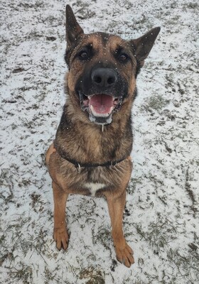 Lewis Malinois Rüde sucht dringend ein Zuhause, Malinois - Rüde