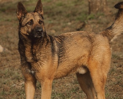 Lewis Malinois- Schäferhund Mix Rüde sucht dringend ein Zuhause, Malinois Mix - Rüde 1