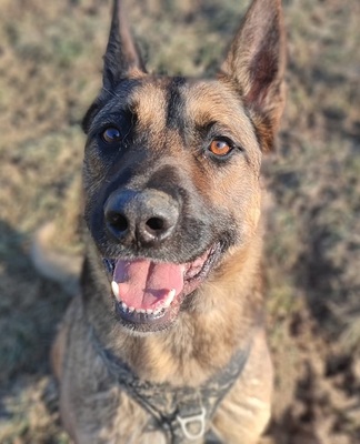 Lewis Malinois- Schäferhund Mix Rüde sucht dringend ein Zuhause, Malinois Mix - Rüde