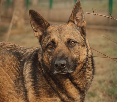 Lewis Malinois- Schäferhund Mix Rüde sucht dringend ein Zuhause, Malinois- Schäferhund - Rüde