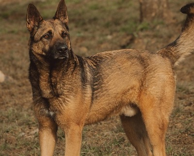 Lewis Malinois- Schäferhund Mix Rüde sucht seit 3 Jahren ein Zuhause, Malinois Mix - Rüde