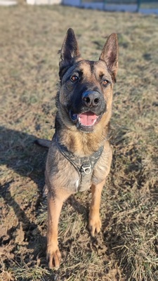 Lewis Malinois- Schäferhund Mix Rüde sucht seit 3 Jahren ein Zuhause, Malinois Mix - Rüde