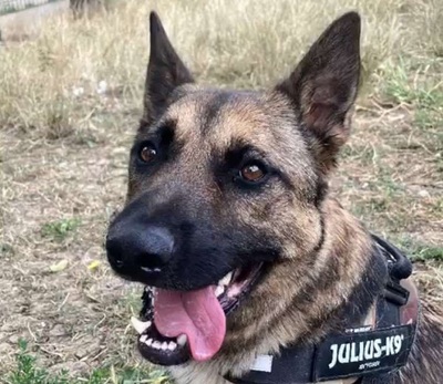 Lewis Malinois- Schäferhund Mix Rüde sucht seit 3 Jahren ein Zuhause, Malinois Mix - Rüde