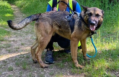 Lewis Malinois- Schäferhund Mix Rüde sucht seit 3 Jahren ein Zuhause, Malinois Mix - Rüde