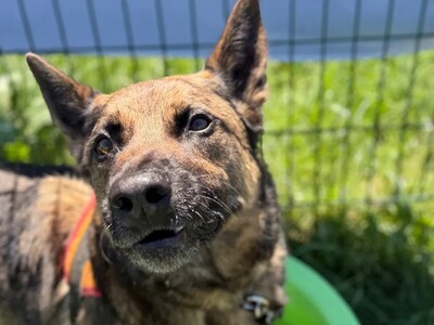 Lewis Malinois Schäferhund sucht schon lange ein Zuhause, Malinois-Schäferhund - Rüde