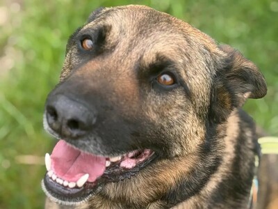 Lewis Malinois Schäferhund sucht schon lange ein Zuhause, Malinois-Schäferhund - Rüde