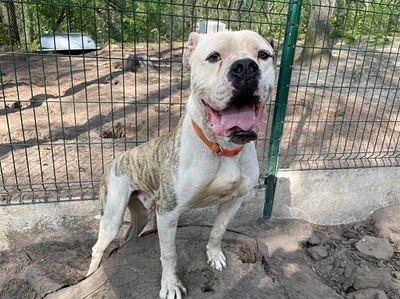 Lex Am. Bulldog Rüde sucht dringend ein Zuhause, Am. Bulldog - Rüde