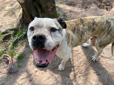 Lex Am. Bulldog Rüde sucht dringend ein Zuhause, Am. Bulldog - Rüde