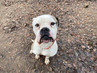 Lex Am. Bulldog Rüde sucht dringend ein Zuhause, Am. Bulldog - Rüde