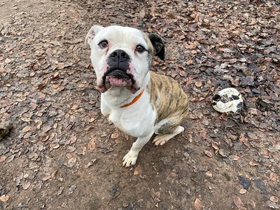 Lex Am. Bulldog Rüde sucht dringend ein Zuhause, Am. Bulldog - Rüde