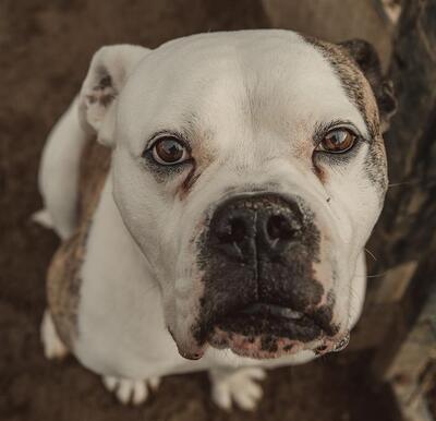 Lex Am. Bulldog Rüde sucht dringend ein Zuhause, American Bulldog - Rüde