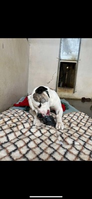 Lex Am. Bulldog Rüde sucht dringend ein Zuhause, American Bulldog - Rüde