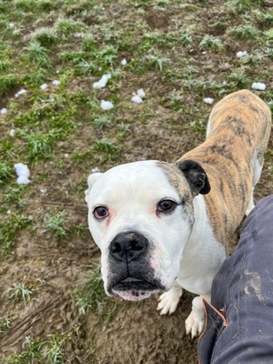 Lex Am. Bulldog Rüde sucht dringend ein Zuhause, American Bulldog - Rüde