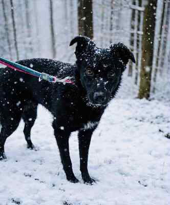 Lexie ist eine junge Hündin mit viel Persönlichkeit, Mischling - Hündin