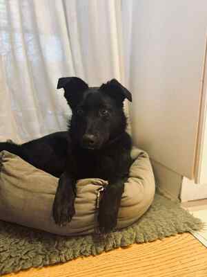 Lexie ist eine junge Hündin mit viel Persönlichkeit, Mischling - Hündin