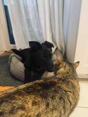 Lexie ist eine junge Hündin mit viel Persönlichkeit, Mischling - Hündin