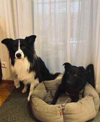 Lexie ist eine junge Hündin mit viel Persönlichkeit, Mischling - Hündin