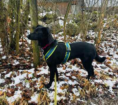Lexie ist eine junge Hündin mit viel Persönlichkeit, Mischling - Hündin