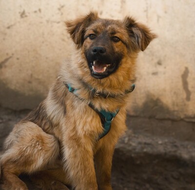 Lexino, Mischling - Rüde