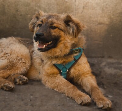 Lexino, Mischling - Rüde