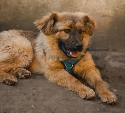 Lexino, Mischling - Rüde