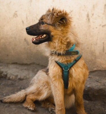 Lexino, Mischling - Rüde