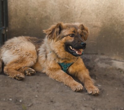 Lexino, Mischling - Rüde