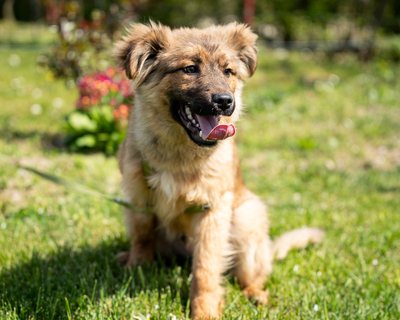 Lexino, mischling - Rüde