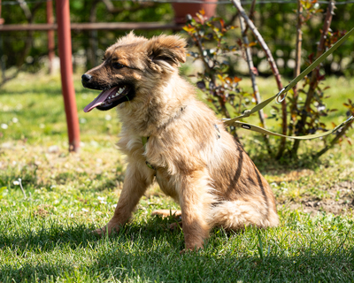 Lexino, mischling - Rüde