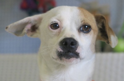 Leyla, Mix - Hündin