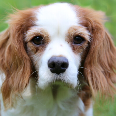 Li - unsere entzückendes Mädel, Cavalier King Charles Spaniel - Hündin