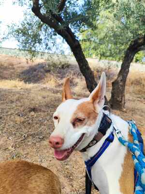 Lia, Mischling - Hündin