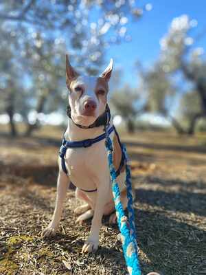 Lia, Mischling - Hündin