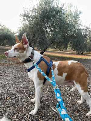 Lia, Mischling - Hündin