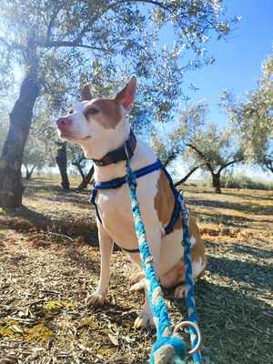 Lia, Mischling - Hündin