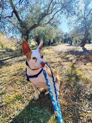 Lia, Mischling - Hündin