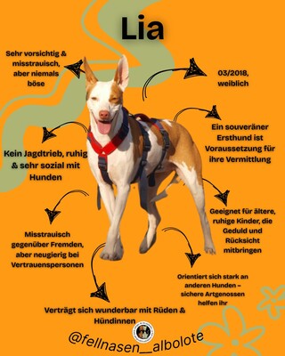 Lia, Mischling - Hündin