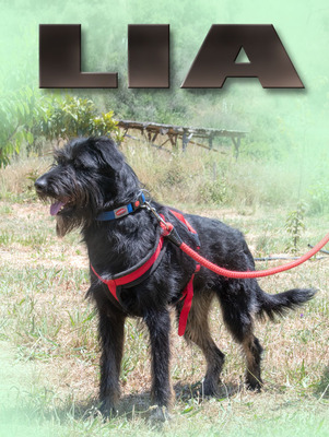 Lia - eine süße Maus, Mischling - Hündin
