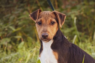 Lian, Fox-Mix Welpen - Rüde