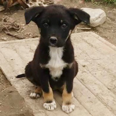 Liana / Reserviert, Mischling Welpen - Hündin