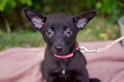 Libby, Mischling Welpen - Hündin