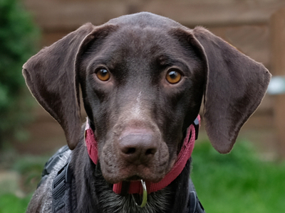 Libella, Deutsch Kurzhaar Mix - Hündin