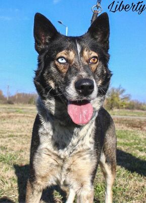Liberty, - Hündin