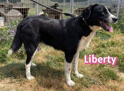 Liberty, Mischling - Hündin